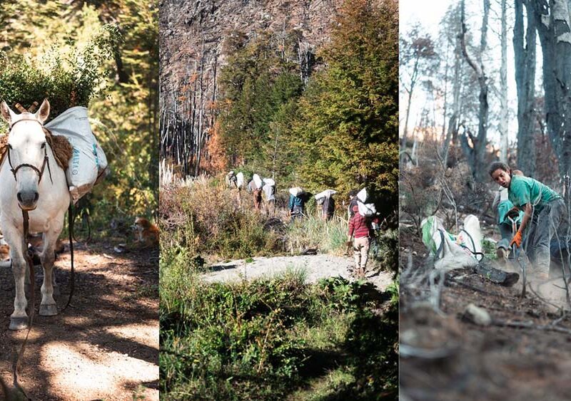 Plantan 20.000 árboles nativos en áreas afectadas por incendios en Chubut