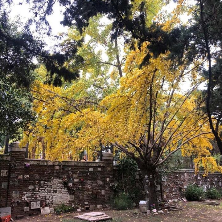 El árbol dorado que despide el otoño: dónde ver ginkgos en la Ciudad
