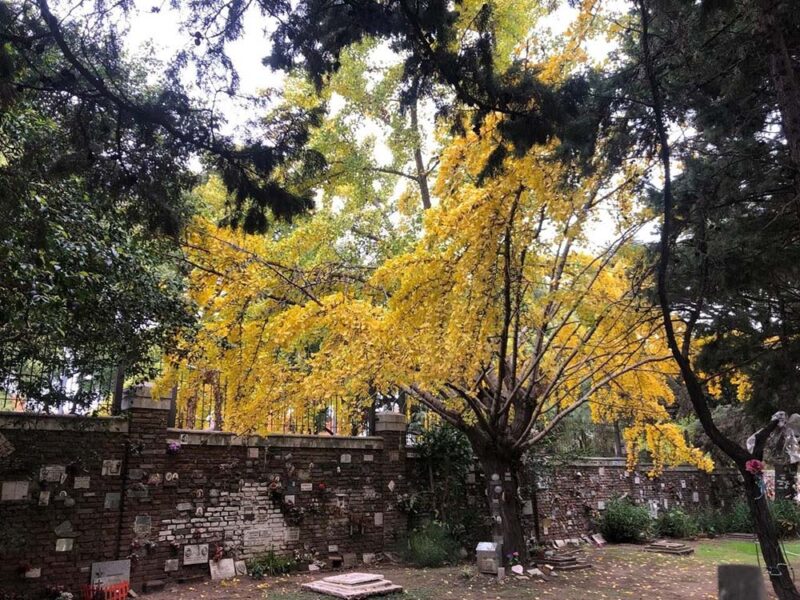 El árbol dorado que despide el otoño: dónde ver ginkgos en la Ciudad