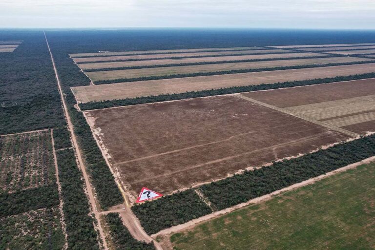 Greenpeace reclamó restaurar el bosque en el desmonte ilegal más grande del país