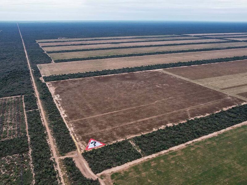 Greenpeace reclamó restaurar el bosque en el desmonte ilegal más grande del país