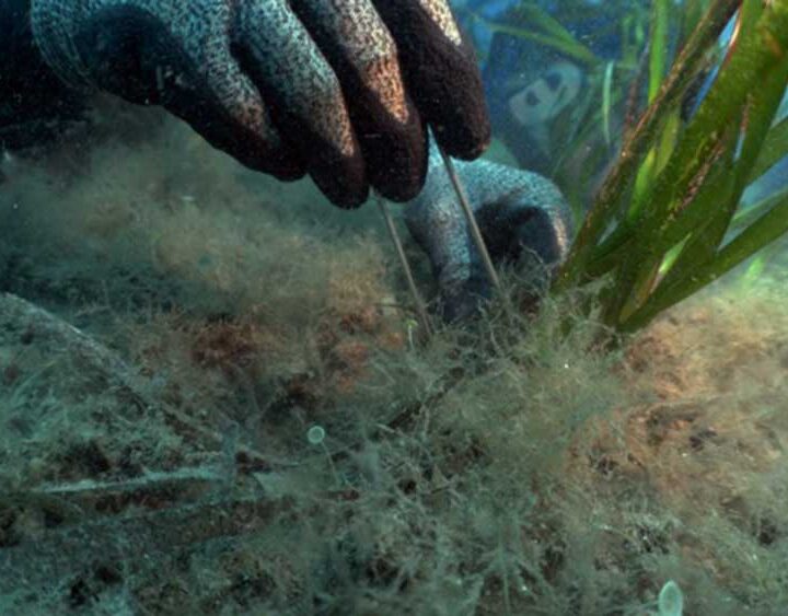 Día Mundial de los Océanos: FPT renueva su compromiso junto A One Ocean Foundation con el Proyecto Blue Forest para la protección y restauración de los bosques submarinos