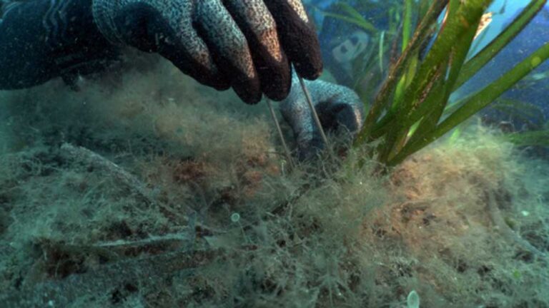 Día Mundial de los Océanos: FPT renueva su compromiso junto A One Ocean Foundation con el Proyecto Blue Forest para la protección y restauración de los bosques submarinos