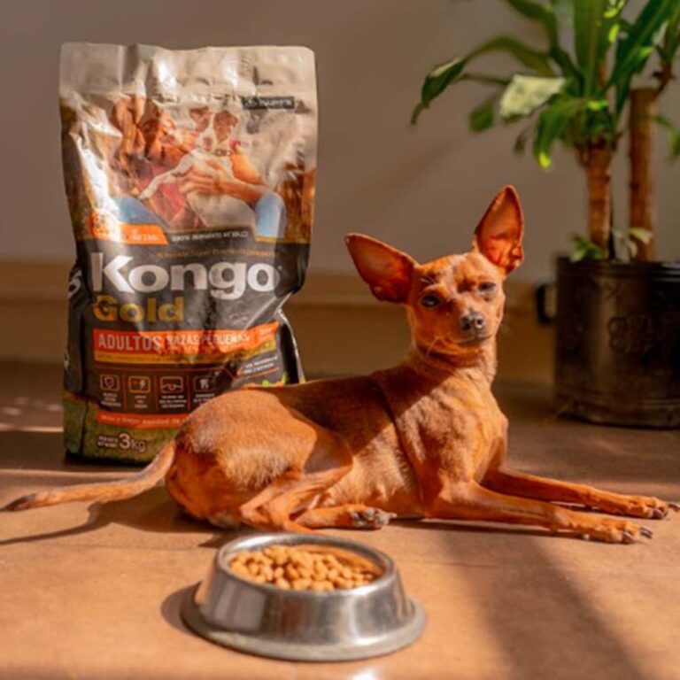 Cómo afecta el frío a perros y gatos: hábitos, cuidados y alimentación