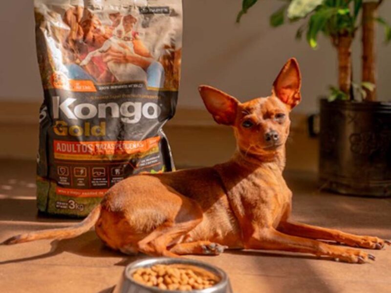 Cómo afecta el frío a perros y gatos: hábitos, cuidados y alimentación