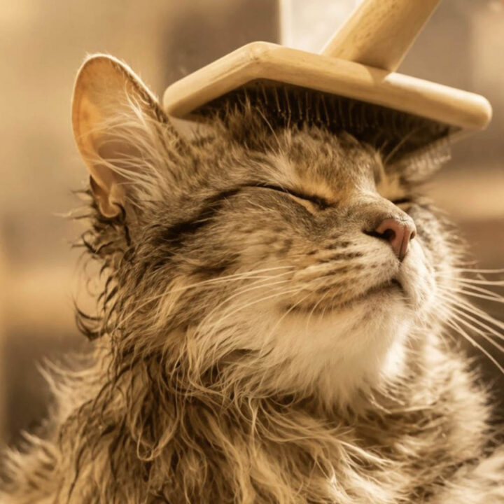 Mitos y verdades sobre el baño felino: cuándo es realmente necesario higienizar a los gatos