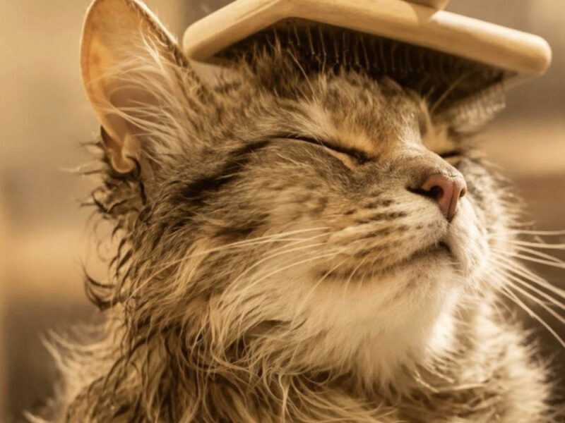 Mitos y verdades sobre el baño felino: cuándo es realmente necesario higienizar a los gatos