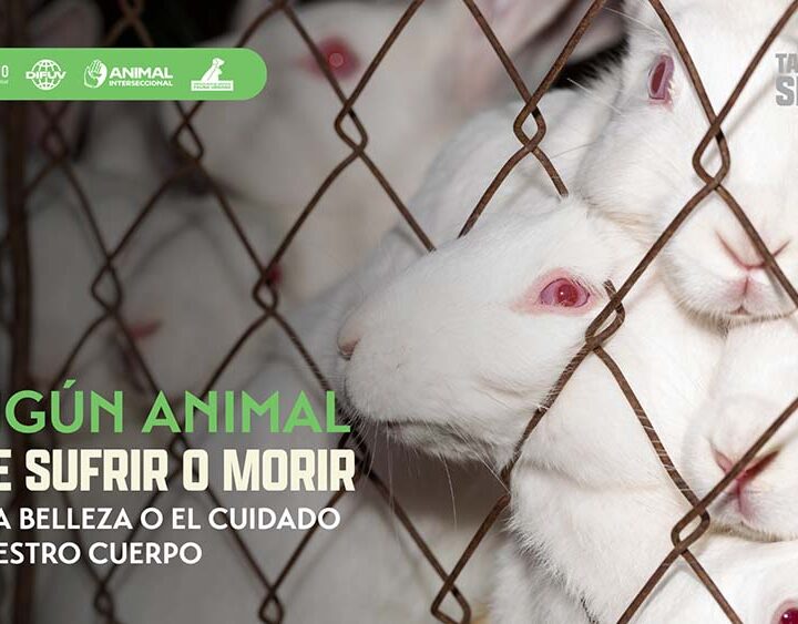 Argentina podría ser el próximo país en prohibir las pruebas cosméticas en animales en América Latina