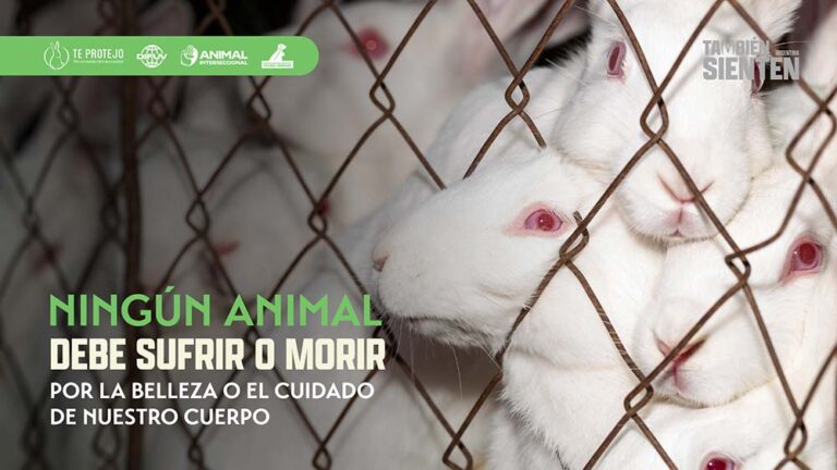 Argentina podría ser el próximo país en prohibir las pruebas cosméticas en animales en América Latina