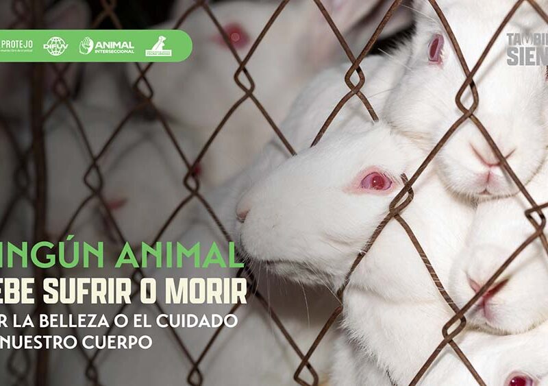 Argentina podría ser el próximo país en prohibir las pruebas cosméticas en animales en América Latina