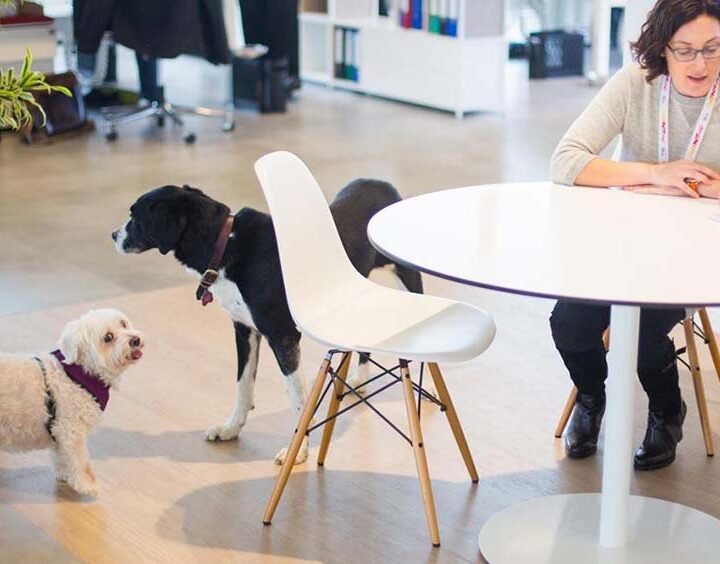 Perros en la oficina: la tendencia que mejora el bienestar y transforma el clima laboral