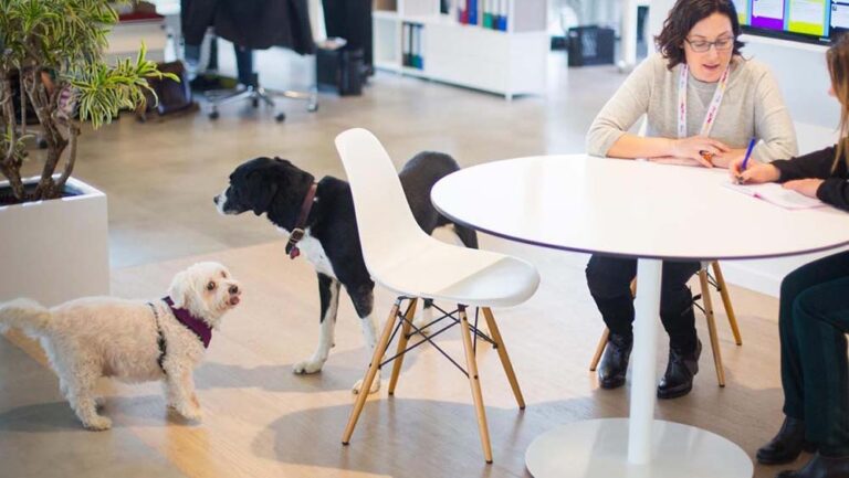 Perros en la oficina: la tendencia que mejora el bienestar y transforma el clima laboral