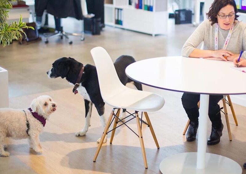 Perros en la oficina: la tendencia que mejora el bienestar y transforma el clima laboral