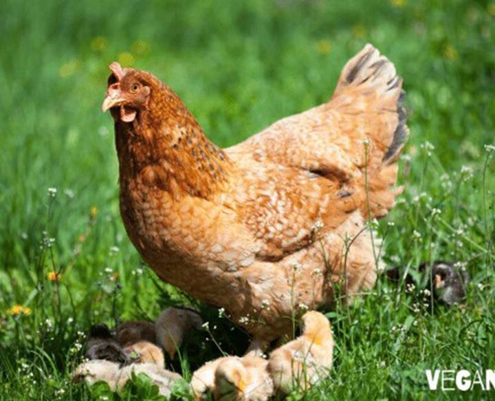 Tres razones por las que el pollo no es tan sano ni sostenible como parece