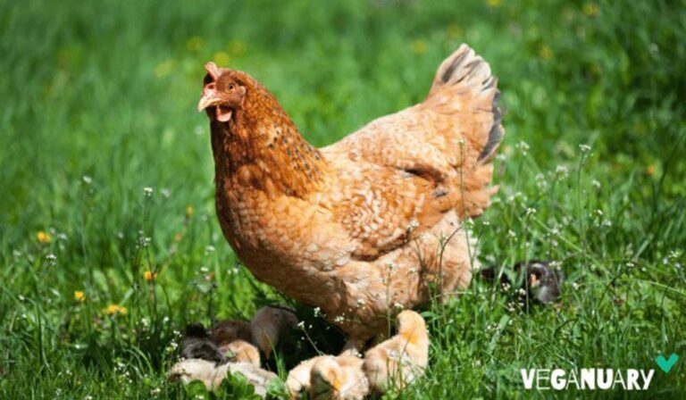 Tres razones por las que el pollo no es tan sano ni sostenible como parece