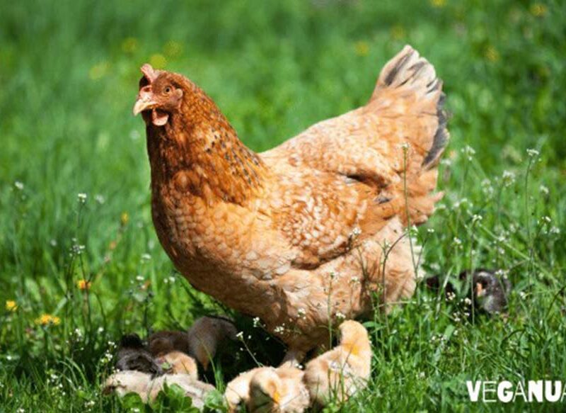 Tres razones por las que el pollo no es tan sano ni sostenible como parece