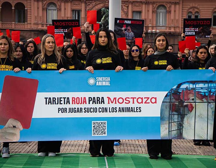 Tarjeta roja para Mostaza: activistas de seis países llegaron a Plaza de Mayo para denunciar que la empresa sigue sin comprometerse con las gallinas