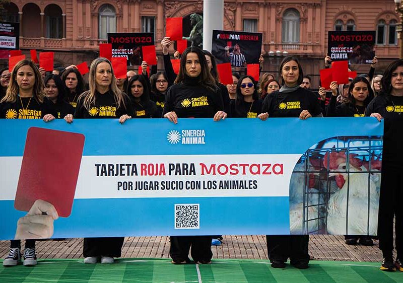 Tarjeta roja para Mostaza: activistas de seis países llegaron a Plaza de Mayo para denunciar que la empresa sigue sin comprometerse con las gallinas