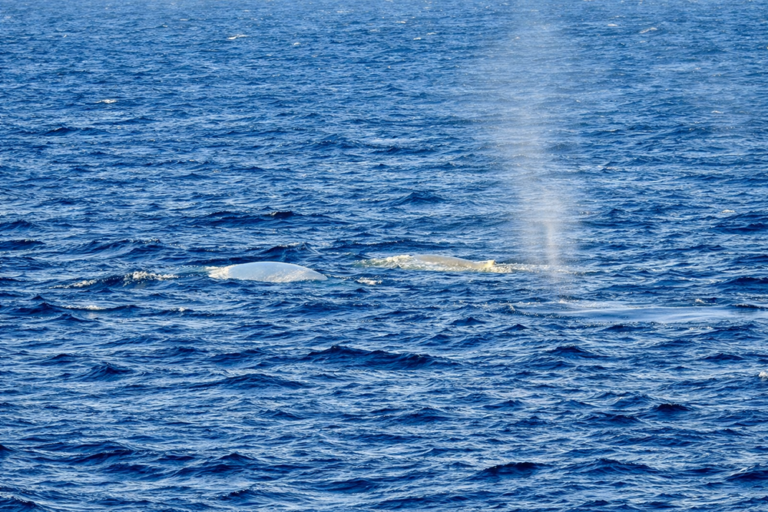 Alba polar