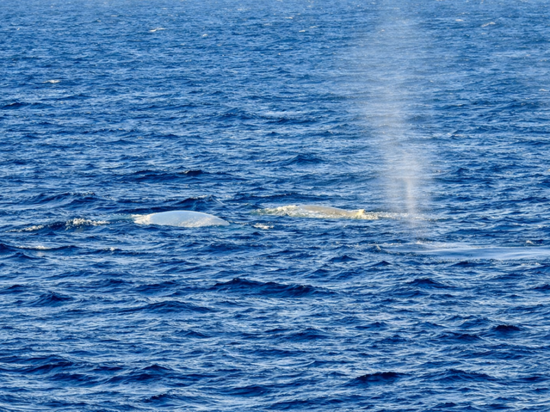 Alba polar