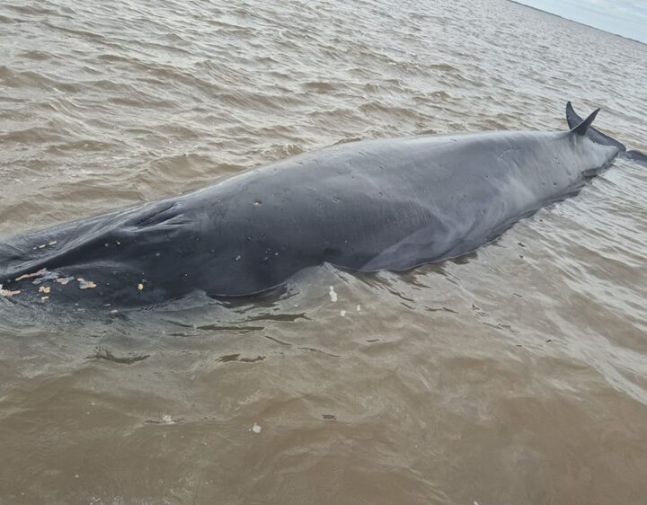 Operativo de rescate en el Río de La Plata: una ballena sei quedó varada frente a San Isidro