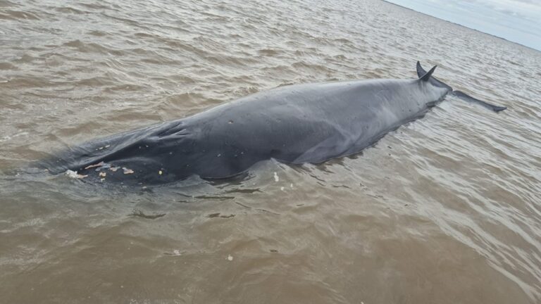 Operativo de rescate en el Río de La Plata: una ballena sei quedó varada frente a San Isidro
