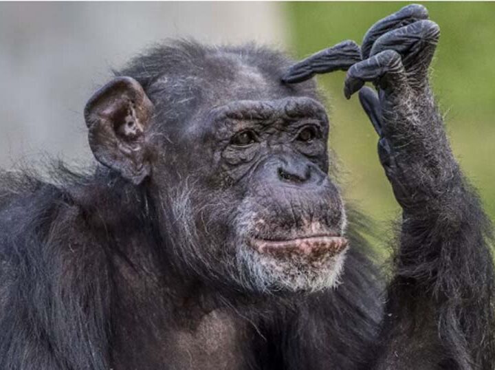 Día Mundial del Chimpancé: cuando el espejo nos incomoda