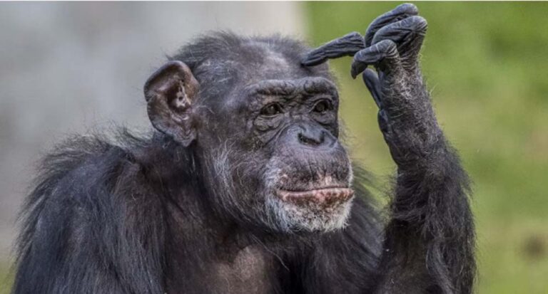 Día Mundial del Chimpancé: cuando el espejo nos incomoda