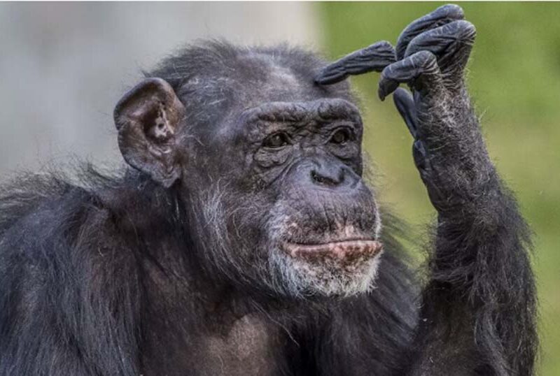 Día Mundial del Chimpancé: cuando el espejo nos incomoda