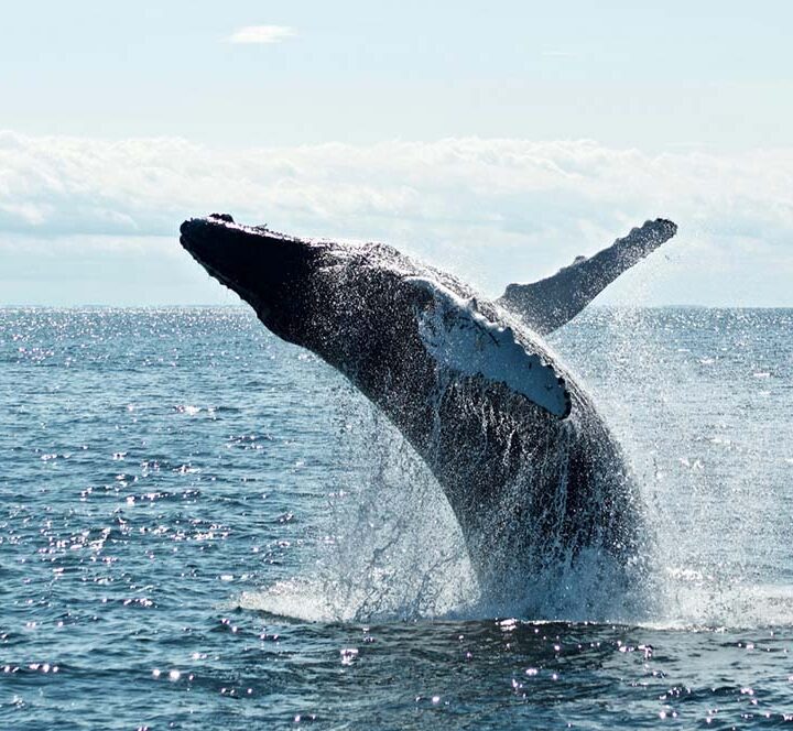Día Mundial de las Ballenas y los Delfines: ONG piden reforzar la protección de los mamíferos marinos