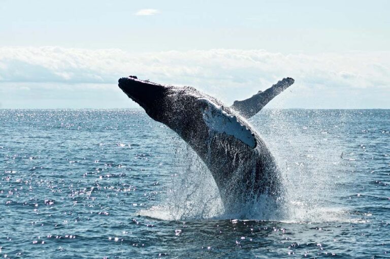 Día Mundial de las Ballenas y los Delfines: ONG piden reforzar la protección de los mamíferos marinos