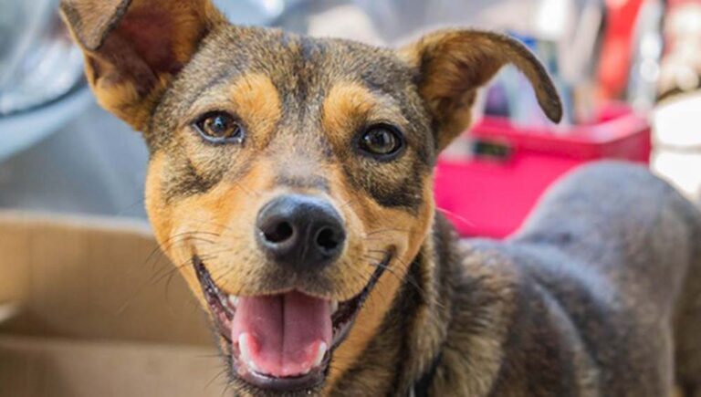 Día Mundial del Perro: el animal que más se ama es también el que más se abandona