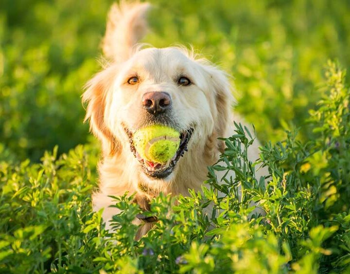 Cada vez viven más años: qué cambió en el cuidado de los perros y cómo acompañarlos mejor
