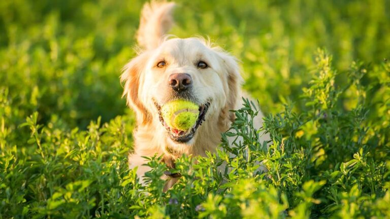 Cada vez viven más años: qué cambió en el cuidado de los perros y cómo acompañarlos mejor