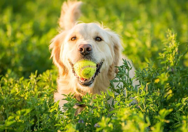 Cada vez viven más años: qué cambió en el cuidado de los perros y cómo acompañarlos mejor