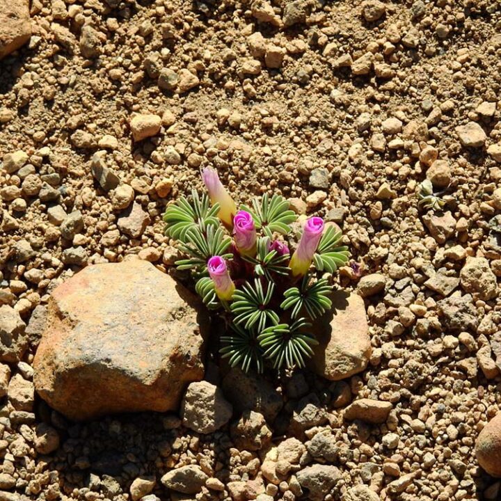 Safari de Invierno 2026: una invitación abierta para descubrir y registrar la naturaleza argentina