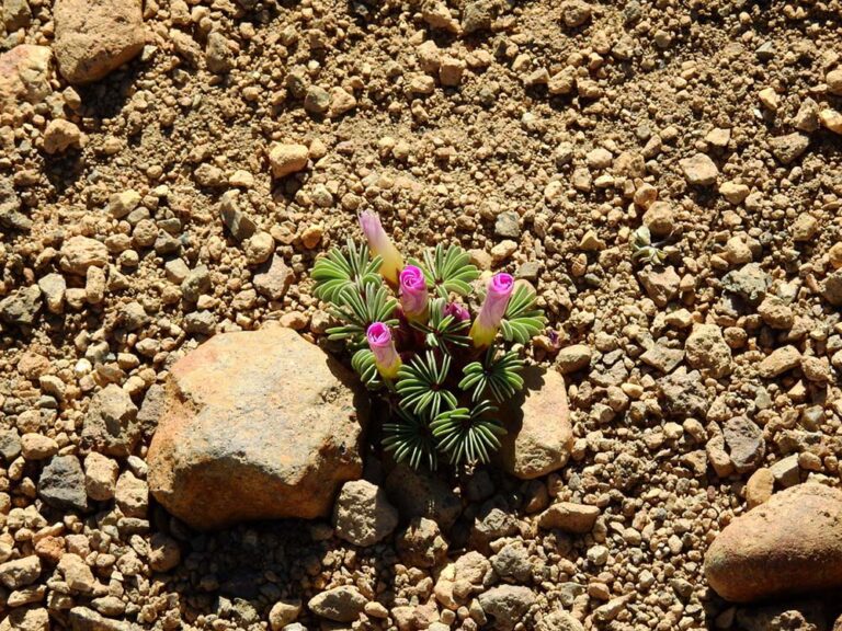 Safari de Invierno 2026: una invitación abierta para descubrir y registrar la naturaleza argentina