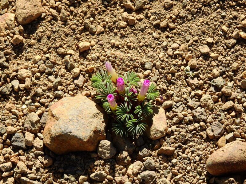 Safari de Invierno 2026: una invitación abierta para descubrir y registrar la naturaleza argentina
