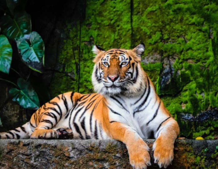 Día Internacional del Tigre: cuando una especie desaparece, desaparece para siempre