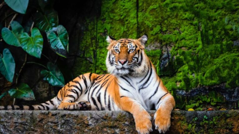 Día Internacional del Tigre: cuando una especie desaparece, desaparece para siempre