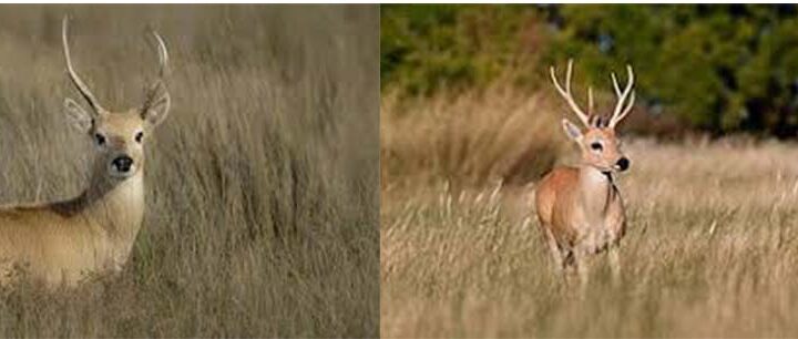 Una nueva oportunidad para el venado de las pampas: ser un Monumento Natural Nacional