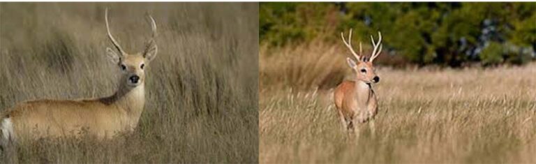 Una nueva oportunidad para el venado de las pampas: ser un Monumento Natural Nacional