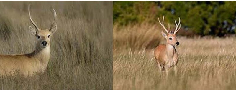 Una nueva oportunidad para el venado de las pampas: ser un Monumento Natural Nacional