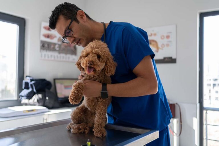 La nutrición super premium gana protagonismo entre quienes buscan potenciar la calidad de vida de sus mascotas