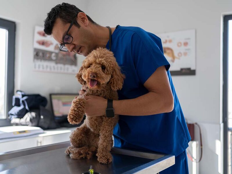 La nutrición super premium gana protagonismo entre quienes buscan potenciar la calidad de vida de sus mascotas