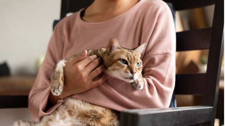 Los riesgos invisibles que también amenazan a los gatos que nunca salen de casa