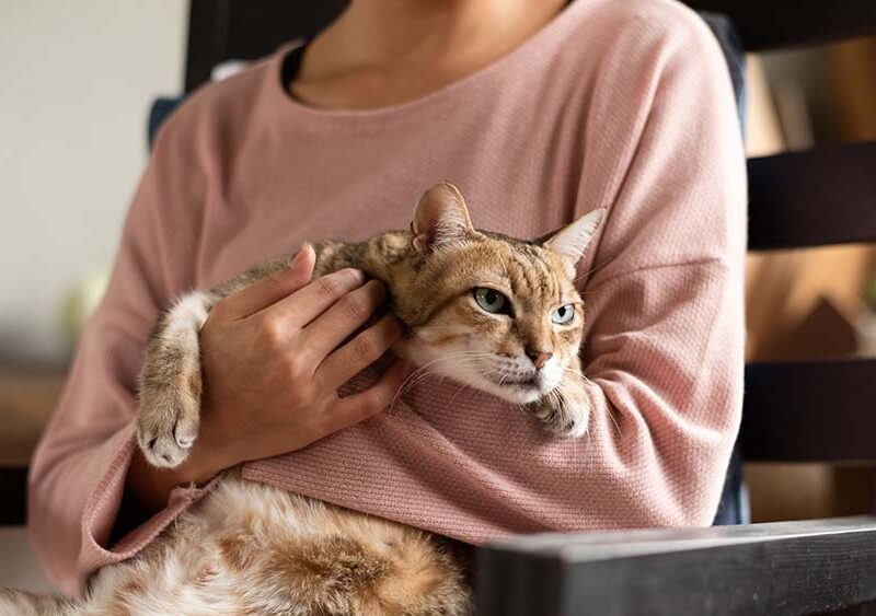 Los riesgos invisibles que también amenazan a los gatos que nunca salen de casa