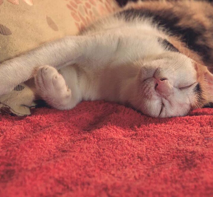 Día Internacional del Gato: cuánto cuesta realmente cuidar un gato y qué cubre un seguro de mascotas