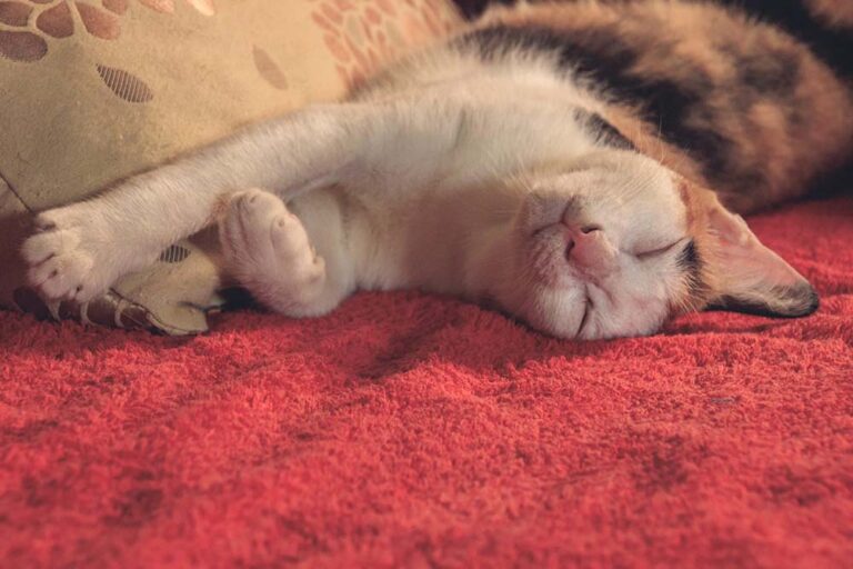 Día Internacional del Gato: cuánto cuesta realmente cuidar un gato y qué cubre un seguro de mascotas
