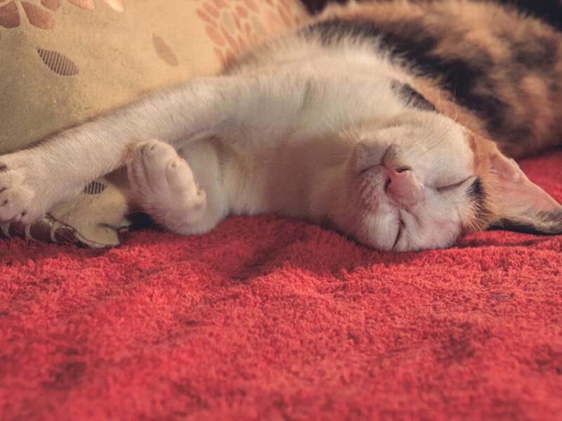 Día Internacional del Gato: cuánto cuesta realmente cuidar un gato y qué cubre un seguro de mascotas